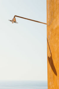 Low angle view of bird flying against clear sky