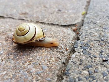 Close-up of snail on concrete