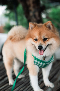 Close-up of dog looking away