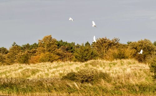 Bird flying over a field