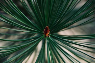 Close-up of insect on plant