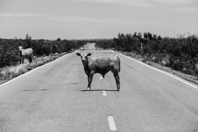 Road passing through field