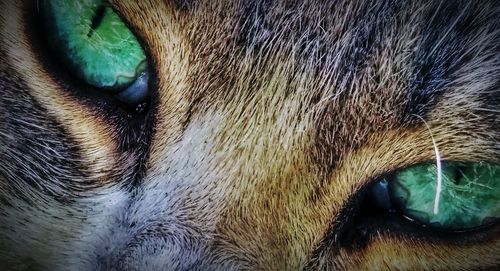 Close-up of a cat