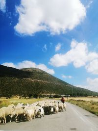 Cows on road against sky