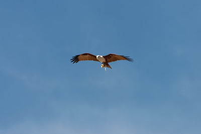 Brahminy kite eagle  flying and soaring  with octopus in claw. low angle view of eagle flying in sky