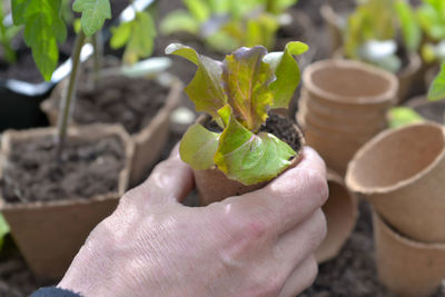 Cropped image of person holding small potted plant at yard