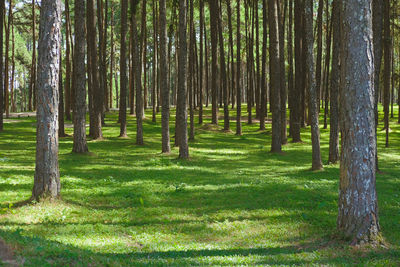 Trees in forest