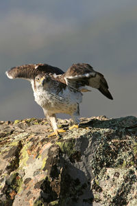 Seagull flying over rocks