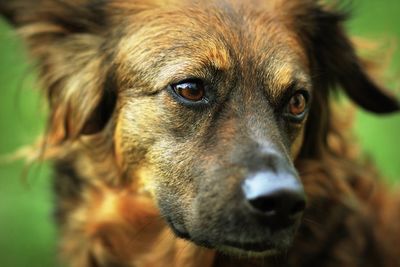 Close-up portrait of dog