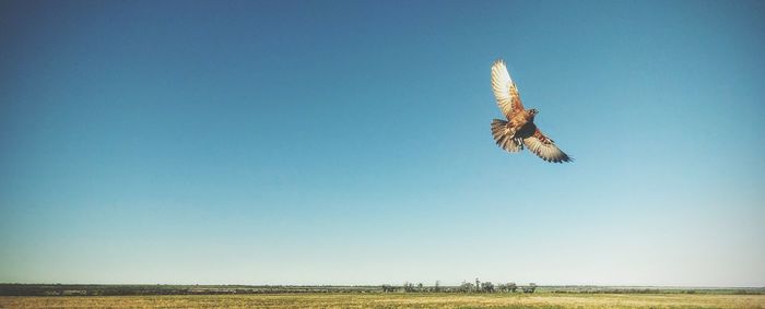 Low angle view of falcon bird against clear sky