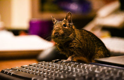 Close-up of degu by computer keyboard at home