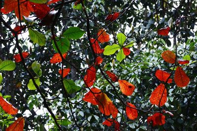 Low angle view of tree