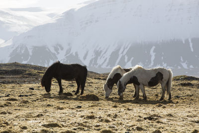 Icelandic horses in front of snowy mountains