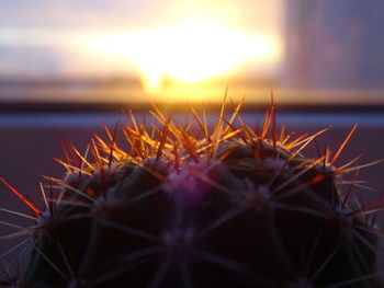Close-up of cactus plant against sky during sunset