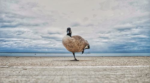 Bird on the beach