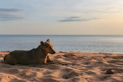 Dog on the beach