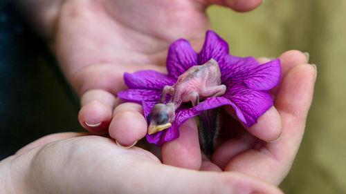 Fledgling chick that fell out of the nest in the woman arms with petunia flower close up