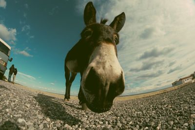 Portrait of donkey standing on field against sky