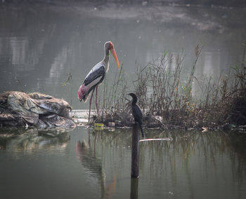 Birds perching on a lake