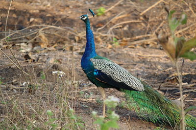 Peacock on field