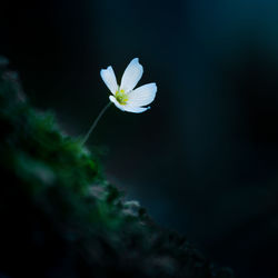 Beautiful white wood sorrel flowers blooming on a forest ground. shallow depth of field. 