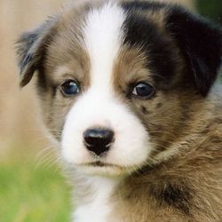 Close-up portrait of dog