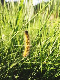 Close-up of plant in field