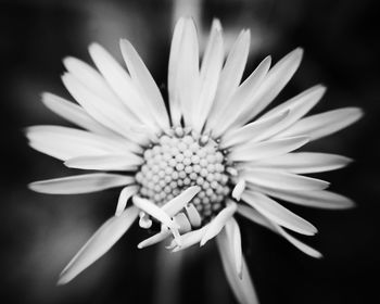 Close-up of flowers