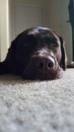 Close-up of dog lying at home