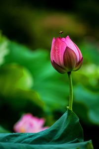 Close-up of pink lotus water lily