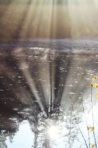 Aerial view of frozen trees on land