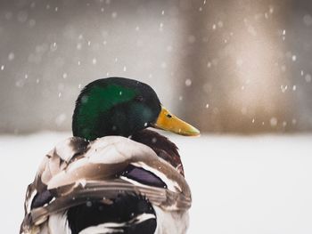 Close-up of duck on snow