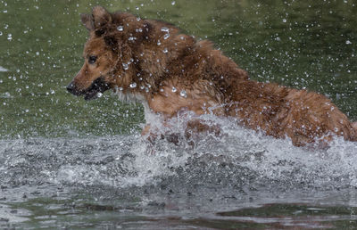 Dog bathing in lake