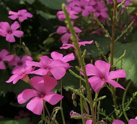 CLOSE-UP OF PINK FLOWER