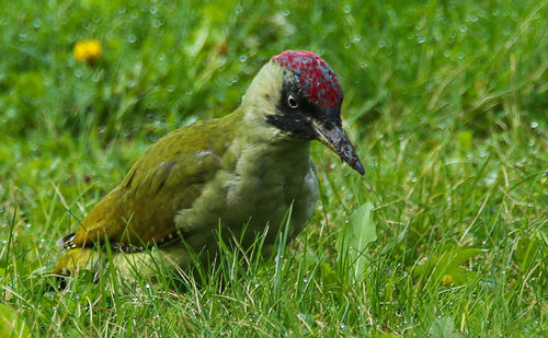 Close-up of bird perching on grass