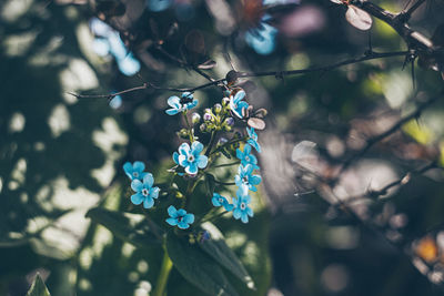 Close-up of purple flowering plant