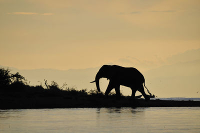 Silhouette of elephant on riverbank