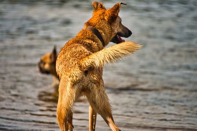 Brown dog on beach