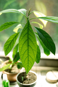 Close-up of plant