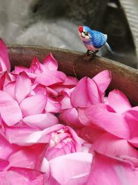 Close-up of bird perching on pink flower