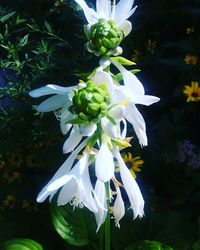 Close-up of white flowers