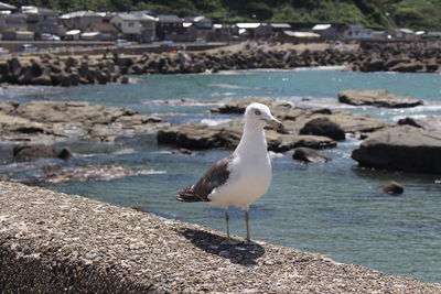 Seagull perching on a beach