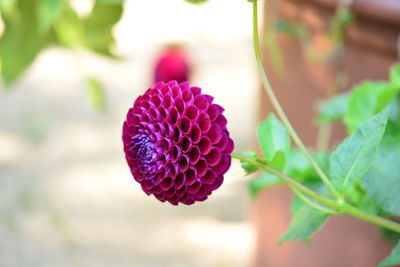 Close-up of pink flowering plant