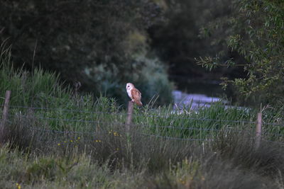 Owl standing on field