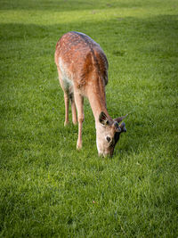 Deer grazing in a field