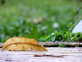 Close-up of dried autumn leaf on land