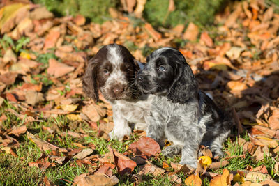 Portrait of a dog on field during autumn