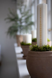 Close-up of potted plant on table