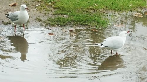 Seagulls on a lake