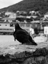 Close-up of bird perching on ground
